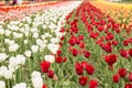 A Field of Colorful Tulips Holland Michigan Royalty Free Stock Photo