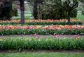 A field of colorful tulips Royalty Free Stock Photo