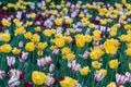 Field of colorful tulips in a park in spring. Flower full frame springtime background. Royalty Free Stock Photo