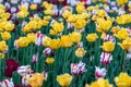 Field of colorful tulips in a park in spring. Flowers full frame background Royalty Free Stock Photo