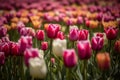 A field of colorful tulips, red tulops, pink tulops, orange tulips, white tulips, flowers Royalty Free Stock Photo