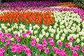 Field of colorful tulips. Scagit Valley Tulip Festival in Washington. Royalty Free Stock Photo