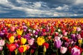 Field of colorful tulips in Spring
