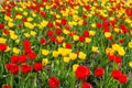 Field of colorful tulips in spring Royalty Free Stock Photo