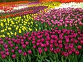 Field of colorful tulips Royalty Free Stock Photo
