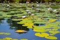 Field of colorful white water lily`s - Nymphaeaceae - with big leafs in a lake.