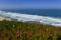 Field of colorful wild flowers and beautiful coastline on Pacific Coast