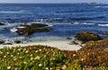 Field of colorful wild flowers and beautiful coastline on Pacific Coast