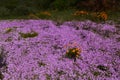 Field of colorful wild flowers