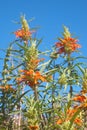 Field of colorful wild Leonotis flowers