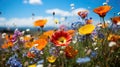 Field of Colorful Wildflowers