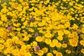 Field of colorful wildflowers golden marguerite