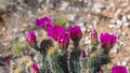 Field with colorful Wildflowers in Tucson, Arizona