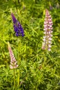 A field of colorfully blossoming lupine in the Swiss Alps in a sunny spring day