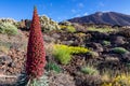 Field of colourful flowers with scenic view on volcano Pico del Teide in Mount El Teide National Park, Tenerife, Canary Islands Royalty Free Stock Photo