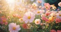 Sunny floral pink plant spring gardening love nature park summer flower field autumn