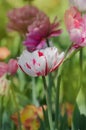 Field of colourful springtulips. Tulipa Triumph mixed