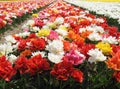 Field of colourful tulip flowers