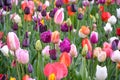 Field of colourful tulip flowers