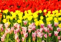 A field of colourful tulips blooming Royalty Free Stock Photo