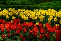 Field of colourful tulips and daffodil in Holland , spring time flowers in Keukenhof Royalty Free Stock Photo