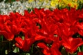 Field of colourful tulips and daffodil in Holland , spring time flowers in Keukenhof Royalty Free Stock Photo