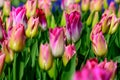 Field of colourful tulips in Holland , spring time flowers in Keukenhof Royalty Free Stock Photo