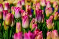 Field of colourful tulips in Holland , spring time flowers in Keukenhof Royalty Free Stock Photo