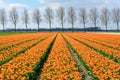 Field of colourful tulips in Holland , spring time flowers in Keukenhof Royalty Free Stock Photo