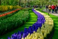 Field of colourful tulips in Holland , spring time flowers in Keukenhof Royalty Free Stock Photo