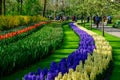 Field of colourful tulips in Holland , spring time flowers in Keukenhof Royalty Free Stock Photo