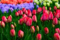 Field of colourful tulips and hyacinth in Holland , spring time flowers in Keukenhof Royalty Free Stock Photo