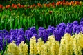 Field of colourful tulips and hyacinth in Holland , spring time flowers in Keukenhof Royalty Free Stock Photo