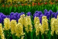 Field of colourful tulips and hyacinth in Holland , spring time flowers in Keukenhof