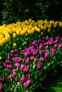 Field of colourful tulips and hyacinth in Holland , spring time flowers in Keukenhof Royalty Free Stock Photo