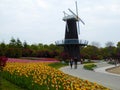A field of colourful tulips and windmill