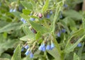 Field of comfrey with blossoms Royalty Free Stock Photo