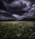 A field in a coming storm with the corn swaying in the wind Royalty Free Stock Photo