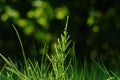 The field (or common) horsetail (Equisetum arvense) in dew, colorful spring background