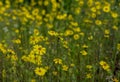 Field Of Common Madia Bloom In Bright Yellow Royalty Free Stock Photo