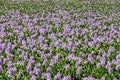 Field with common water hyacinth or Eichhornia crassipes flowers Royalty Free Stock Photo