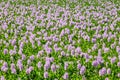 Field with common water hyacinth or Eichhornia crassipes flowers Royalty Free Stock Photo