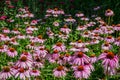 Field of Coneflower (Echinacea)