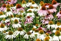 Field of Coneflowers - Flowers