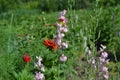 Field consolidation. Consolida regalis. Wild flower is blue. Delicate inflorescences