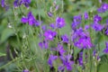 Field consolidation. Consolida regalis. Wild flower is blue. Delicate inflorescences