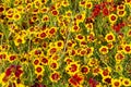 Field of Coreopsis grandiflora flowers