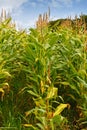 Field corn animal feed for making silage