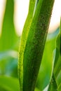 Field corn aphids leaves parasites pests. Selective focus. Royalty Free Stock Photo