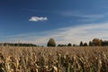 Field of corn in autumn